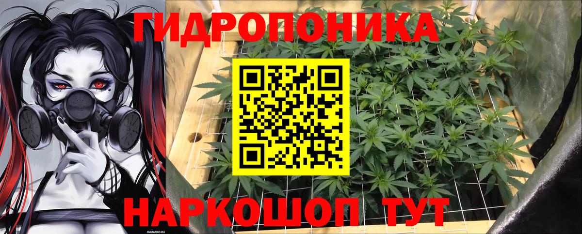 Конопля сатива Новоалтайск